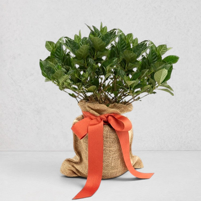 Mini Gardenia Gift Tree with green leaves, wrapped in burlap with an orange ribbon.