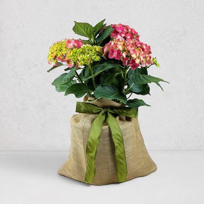 Mini Hydrangea Gift Tree with pink and green blooms in a burlap sack tied with a green ribbon.