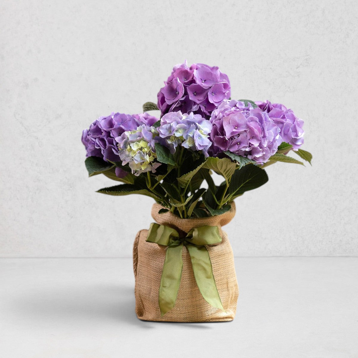 Mini hydrangea tree with purple and blue blooms in a burlap sack tied with a green ribbon against a light background.