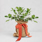 Mini lemon tree with deep green leaves, wrapped in a burlap sack with a vibrant orange ribbon.