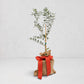 Mini olive tree, 18-24" tall, in a burlap sack with a red ribbon bow.
