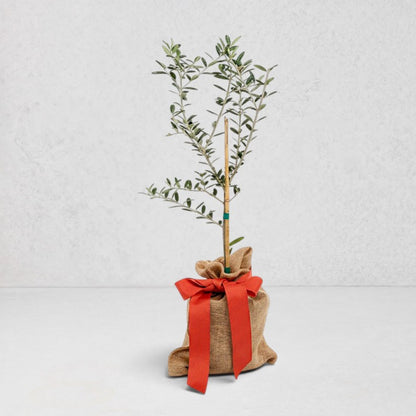 Mini olive tree, 18-24" tall, in a burlap sack with a red ribbon bow.