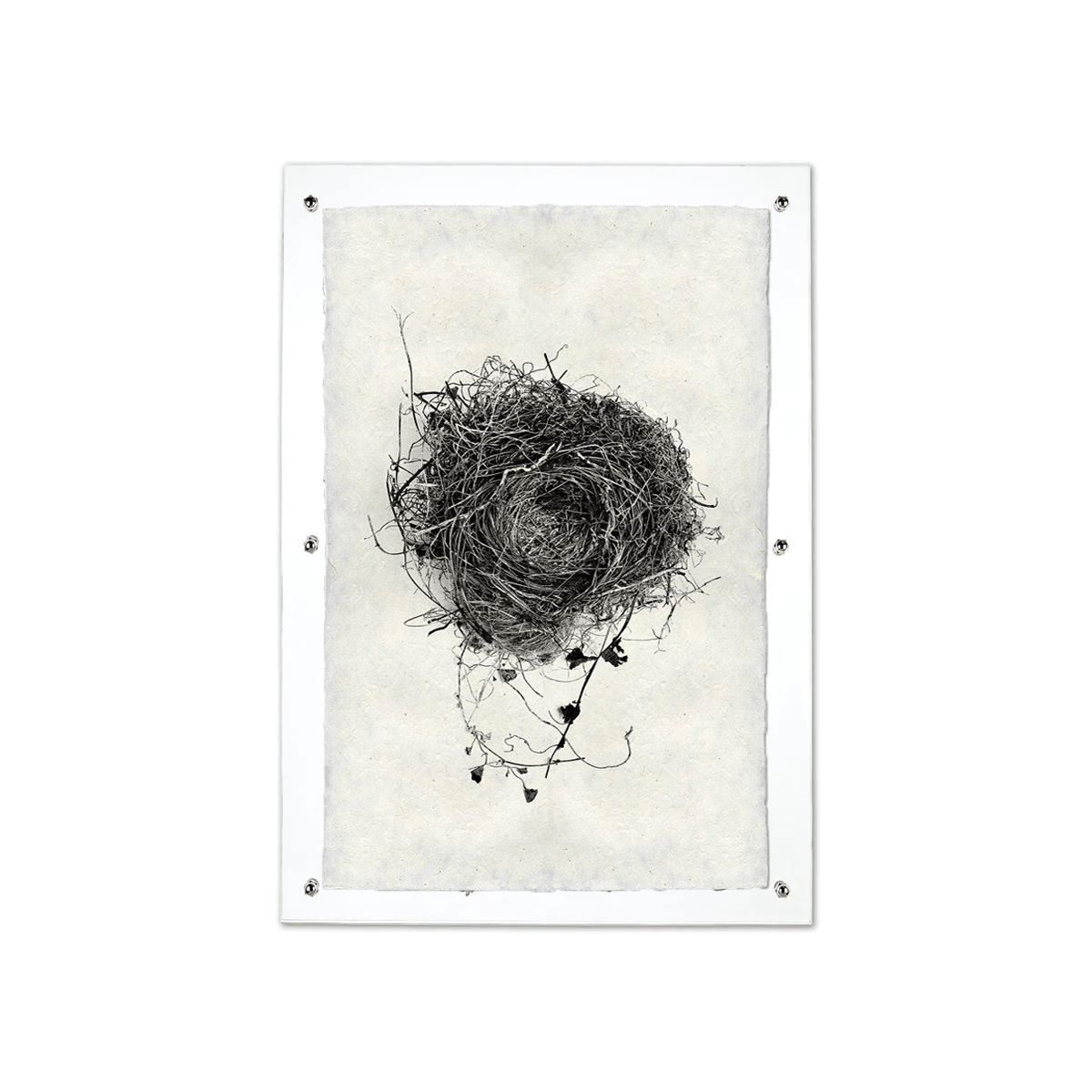 Nest Study #3 black and white print on handmade Nepalese paper, mounted in clear acrylic.