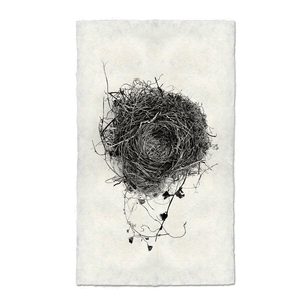 Black and white Nest Study #3 print on textured Nepalese handmade paper, featuring a detailed bird's nest.