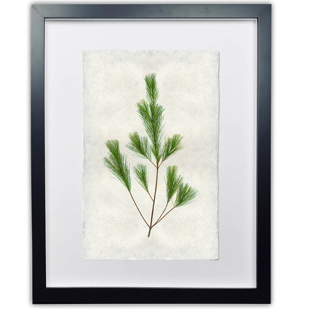 Pine branch print on handmade Nepalese paper in a black frame.