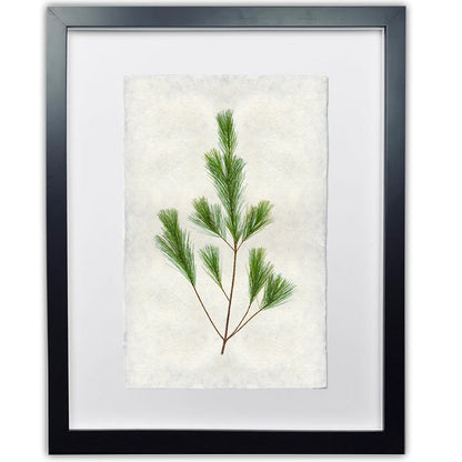 Pine branch print on handmade Nepalese paper in a black frame.