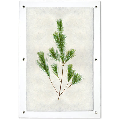 Pine branch print on handmade Nepalese paper, framed in clear acrylic with silver hardware.