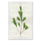 Pine branch print on textured, handmade Nepalese paper with deckled edges.