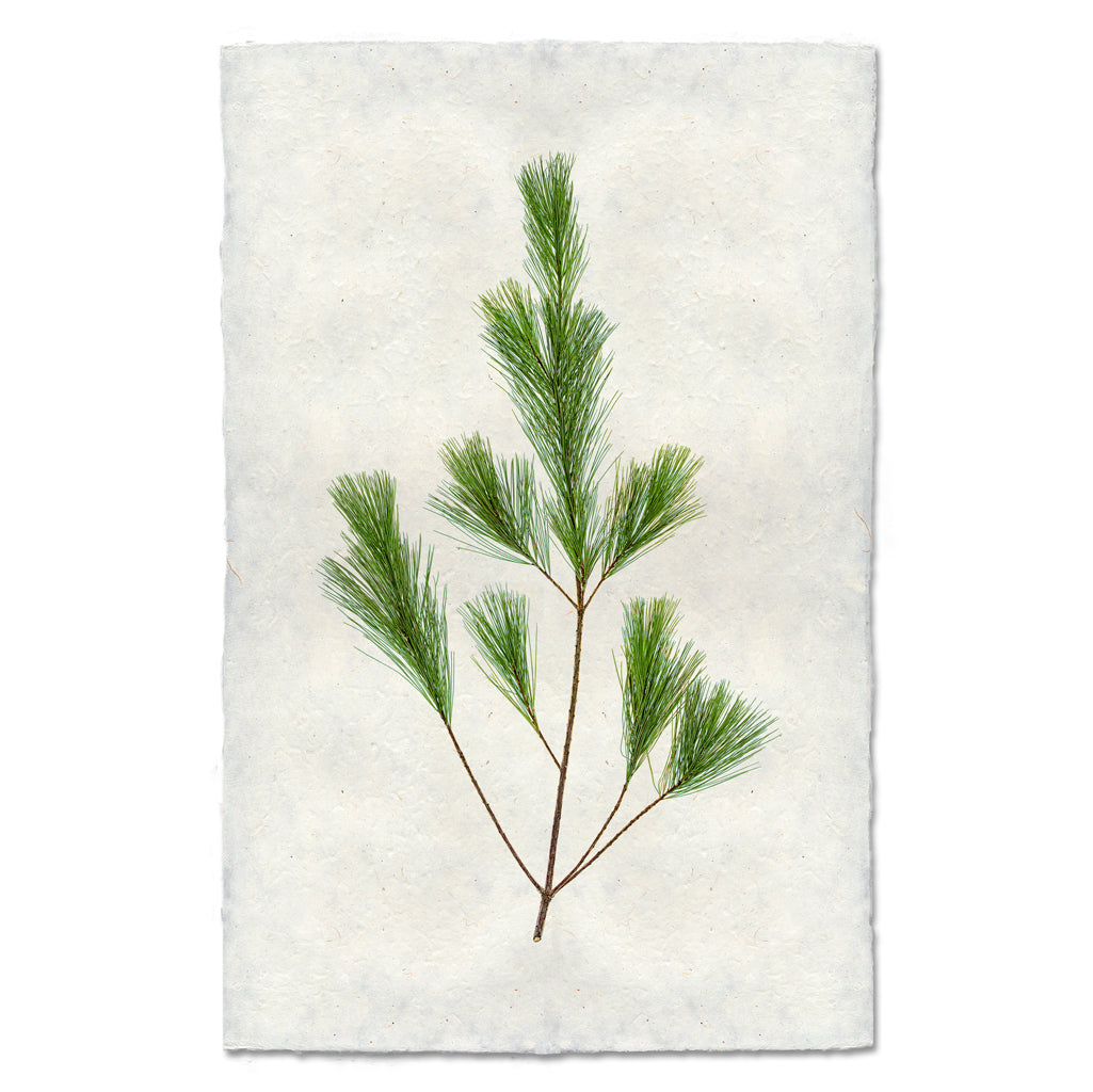 Pine branch print on textured, handmade Nepalese paper with deckled edges.
