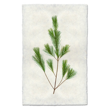 Pine branch print on textured, handmade Nepalese paper with deckled edges.