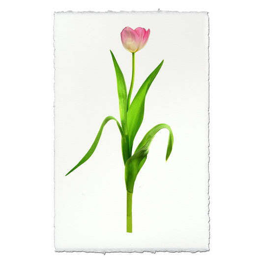 Pink tulip on English watercolor paper, a modern floral wall art print with deckled edges.
