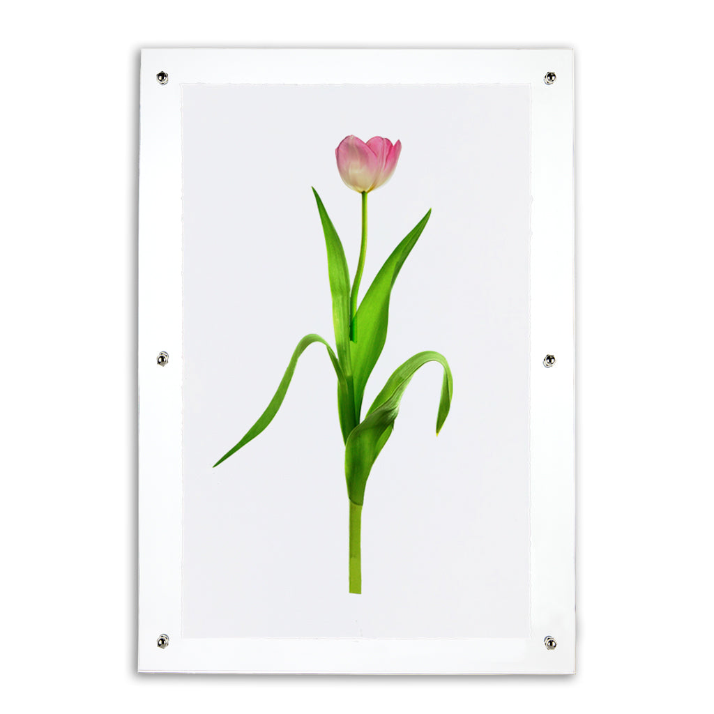 Pink tulip on English watercolor paper, framed in clear acrylic with silver standoffs.