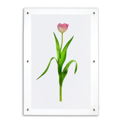Pink tulip on English watercolor paper, framed in clear acrylic with silver standoffs.