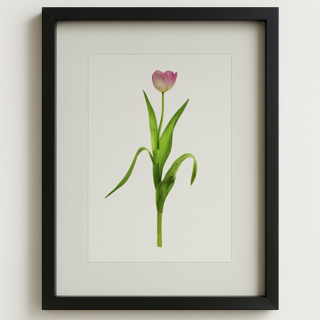 Pink tulip on English watercolor paper, framed in a black shadowbox, against a white wall.
