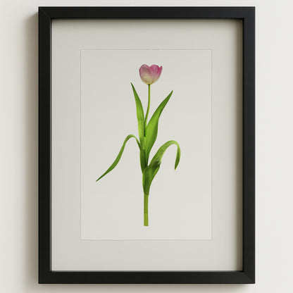Pink tulip on English watercolor paper, framed in a black shadowbox, against a white wall.