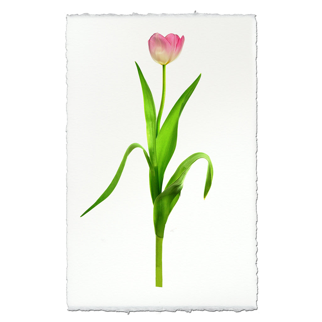 Pink tulip on English watercolor paper, a modern floral wall art print with deckled edges.