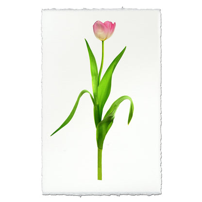 Pink tulip on English watercolor paper, a modern floral wall art print with deckled edges.
