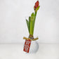 Red amaryllis bulb growing in a clear glass forcing vase with a Happy Holidays gift tag on a white background.