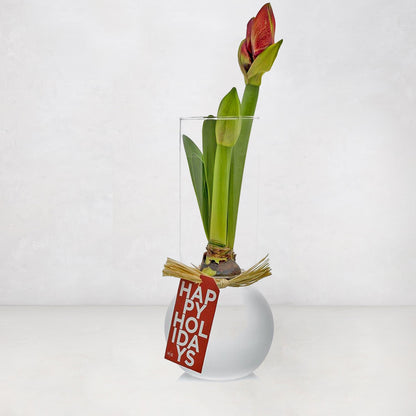 Red amaryllis bulb growing in a clear glass forcing vase with a Happy Holidays gift tag on a white background.