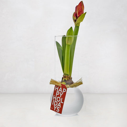 Red amaryllis bulb growing in a clear glass forcing vase with a Happy Holidays gift tag on a white background.