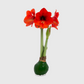 Red amaryllis flower blooming from a green wax-dipped bulb on a small metal stand against a white background.