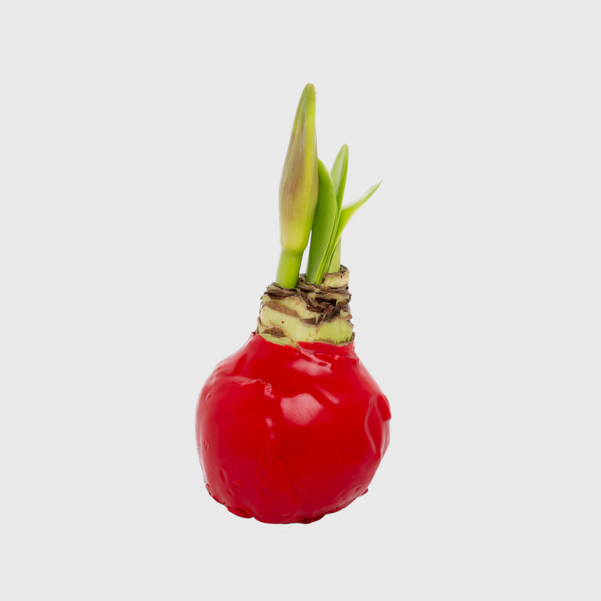 Hudson Grace red wax-dipped amaryllis bulb with green sprouts, a soil-free holiday floral display.