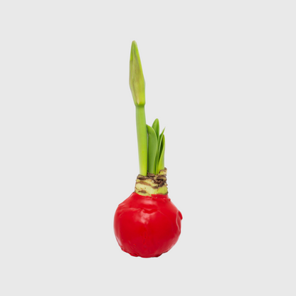 Hudson Grace red wax-dipped amaryllis bulb with green sprouts on a plain background
