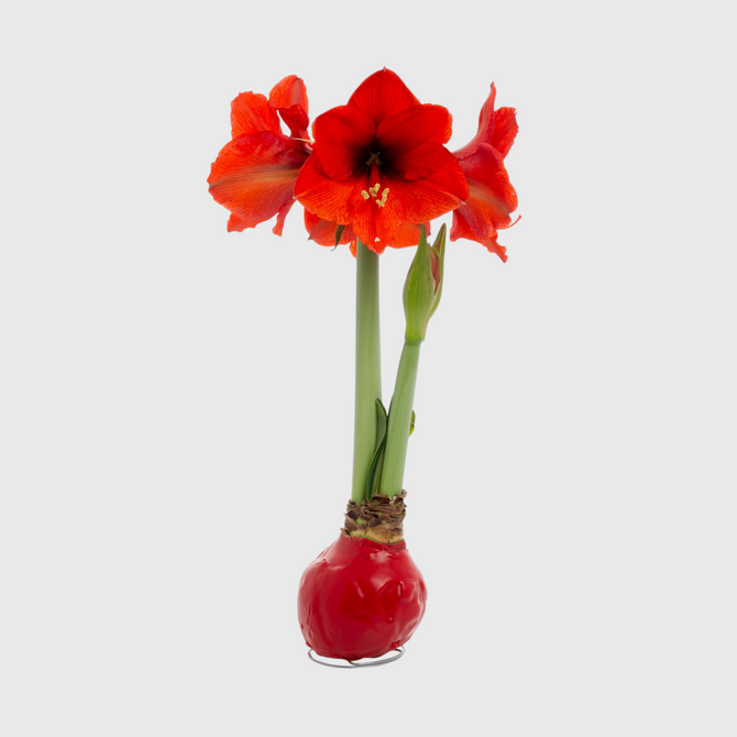 Hudson Grace red amaryllis bulb dipped in festive red wax with vibrant blooming flowers on a metal stand