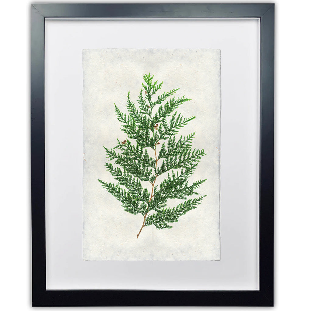 Framed Red Cedar branch print on handmade Nepalese paper, black frame, white mat.