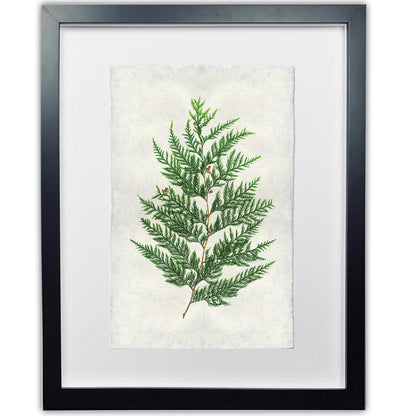 Framed Red Cedar branch print on handmade Nepalese paper, black frame, white mat.