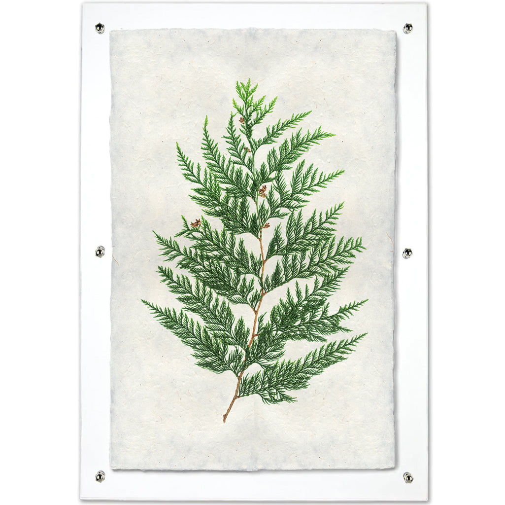 Red Cedar Handmade Paper Wall Art Print, green cedar branch on textured Nepalese paper, clear frame.