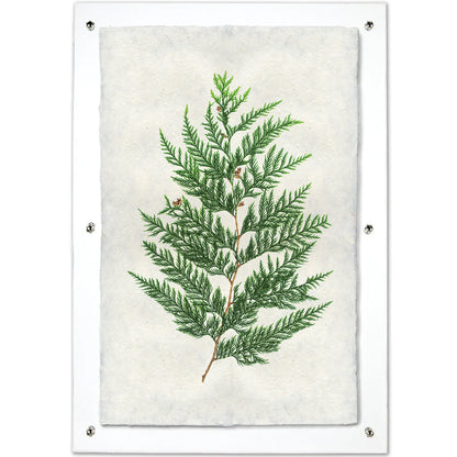 Red Cedar Handmade Paper Wall Art Print, green cedar branch on textured Nepalese paper, clear frame.