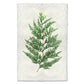 Red cedar branch print on textured, handmade Nepalese paper.