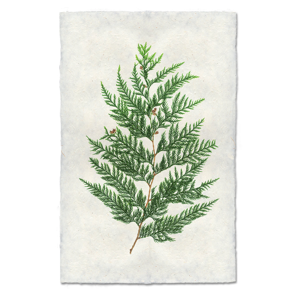Red cedar branch print on textured, handmade Nepalese paper.