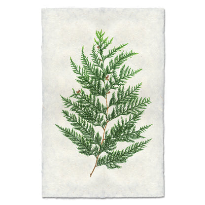 Red cedar branch print on textured, handmade Nepalese paper.