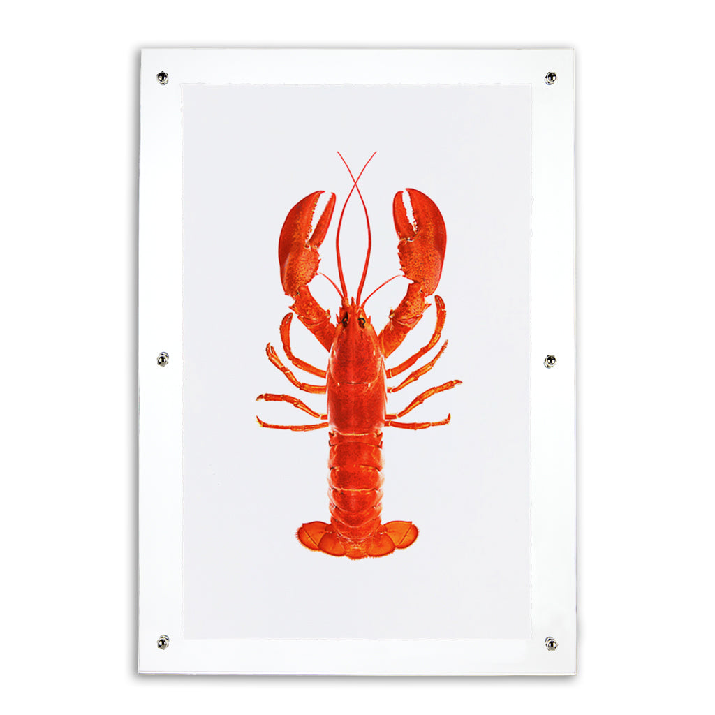 Red Maine Lobster English watercolor wall art print in an acrylic frame.