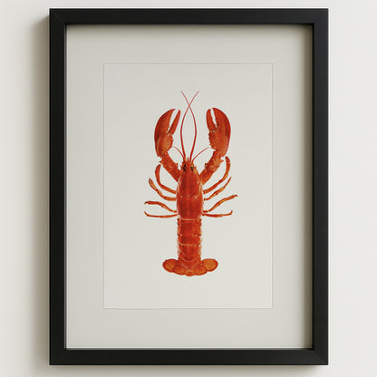Red Maine Lobster English watercolor wall art print in a black shadowbox frame.