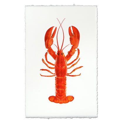Red Maine lobster watercolor wall art print on textured paper with deckled edges.