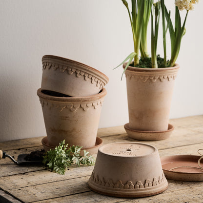Rosa Low Terracotta Pot and Saucer, 8.3"Dia x 4.1”H, with delicate scalloped detailing.