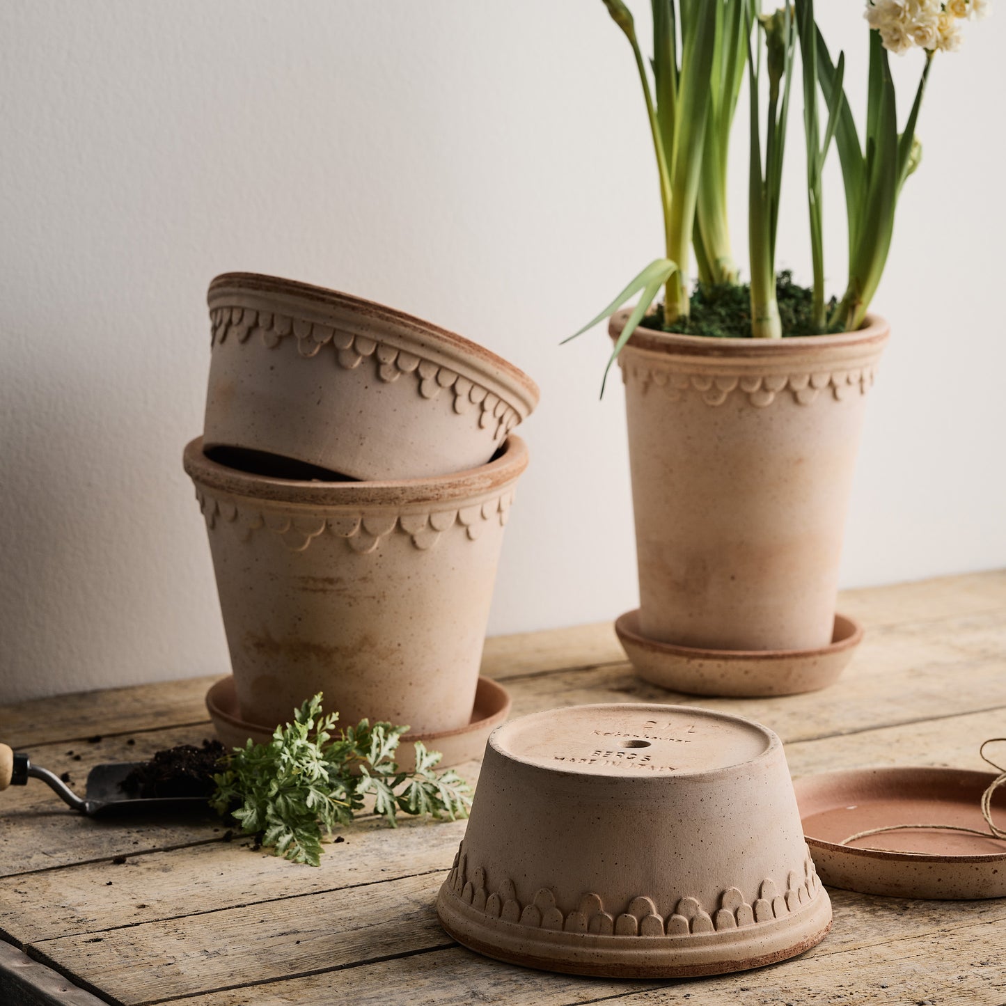 Rosa Medium terracotta pot and saucer, 8.3" x 7.3", with delicate scalloped detailing.