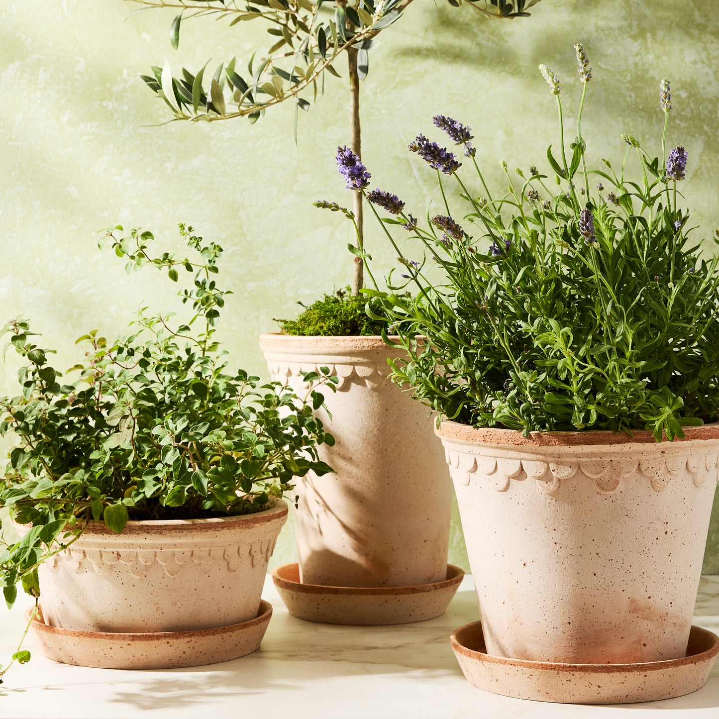 Three Rosa Medium Terracotta Pots with saucers, varying sizes, holding plants against a green wall.