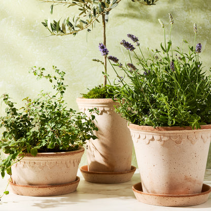 Three Rosa Medium Terracotta Pots with saucers, varying sizes, holding plants against a green wall.