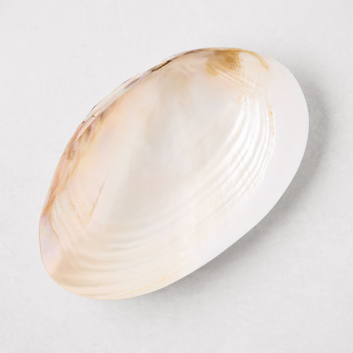 Iridescent white and beige shell caviar dish, 10"L x 6.5"W, with natural ridges.