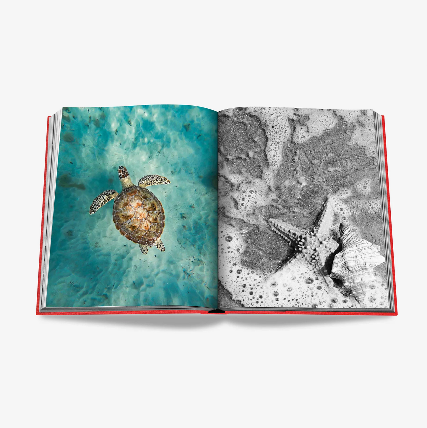 Open red linen hardcover book with a sea turtle in blue water on the left, and a starfish and shell on a black and white beach on the right.