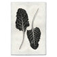 Black and white Swiss Chard botanical print on textured, handmade paper with a worn, antique look.