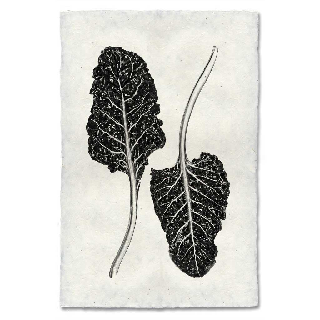 Black and white Swiss Chard botanical print on textured, handmade paper with a worn, antique look.