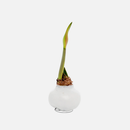 Amaryllis bulb dipped in smooth white wax with a green sprout on a small metal wire stand against a white background.