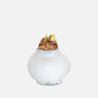 Amaryllis bulb dipped in smooth white wax, resting on a circular metal wire stand against a white background.