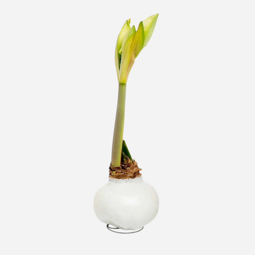 White amaryllis bulb dipped in smooth white wax with a green sprout, resting on a small metal wire stand.
