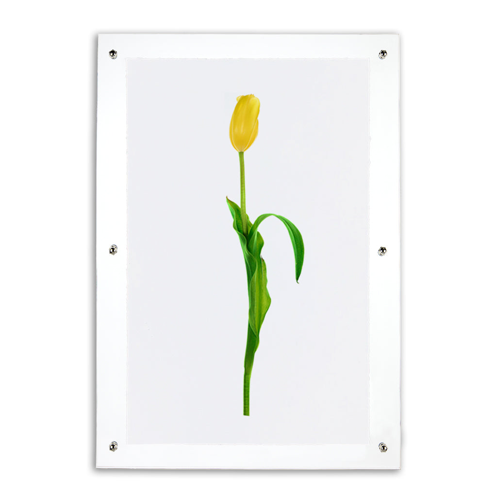 Yellow tulip on English watercolor wall art print, framed in clear acrylic with silver standoffs.